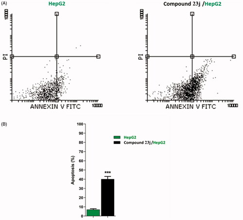 Figure 7. Flow cytometric analysis of apoptosis in HepG2 cells exposed to compound 23j. ***p < .001.