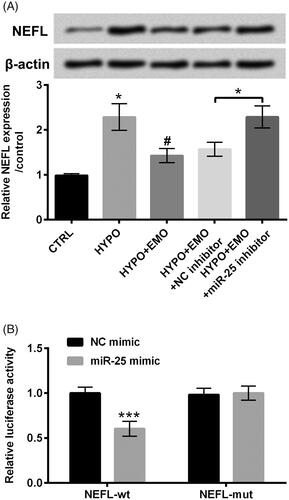 Figure 5. NEFL was a neoteric target gene of miR-25. (A) PC-12 cells were administrated with hypoxia and EMO, simultaneously transfected with miR-25 inhibitor, Western blot and RT-qPCR were executed for assessment of the protein and mRNA levels of NEFL. (B) Dual luciferase report essay was carried out for confirmation of the relevancy between miR-25 and NEFL. The three independent experiments were conducted. *p < .05 and ***p < .001: HYPO group versus CTRL group or HYPO + EMO + miR-25 inhibitor versus HYPO + EMO + NC inhibitor or miR-25 mimic + NEFL-wt versus NC mimic + NEFL-wt; #p < .05: HYPO + EMO group versus HYPO group.