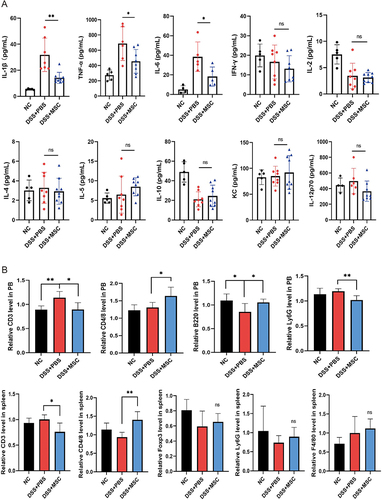 Figure 2 Treatment with MSCs suppresses the inflammatory response induced by DSS in mice. (A) The serum inflammatory cytokines were measured using Luminex 200 detection platform. (B) Immune cells in the peripheral blood and spleen detected by flow cytometry. Data are presented as mean ± SD. **P < 0.01, *P < 0.05.