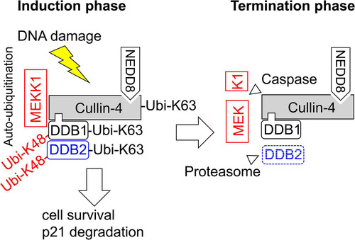 FIG 8 Schematic model depicting the results. During the initiation phase of the DNA damage response, MEKK1 enables the autoubiquitination of the CRL4 complex and the destruction of its substrate proteins. During the termination phase, the caspase-mediated cleavage of MEKK1 disables its CRL4 association.