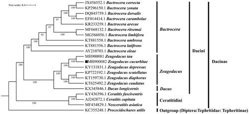 Figure 1. Molecular phylogeny for Zeugodacus cucurbitae and the related species in subfamily Dacinae based on complete mitogenome. Tree was constructed by Bayesian Inference (BI) method. Genbank accession numbers lie before the scientific name of species. The position of Z. cucurbitae is marked with solid square shape.
