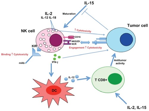 Figure 4 Overview of NK cell responses against tumor cell.