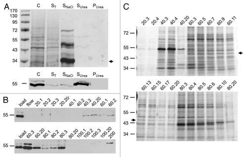 Figure 5. Purification of the 54 kDa antigen of Lmna−/− MEFs by salt extraction and ion exchange chromatography. (A and B) Lmna−/− MEFs were successively extracted with 1% Triton X-100 (ST), DNaseI and 1 M NaCl (SNaCl). Salt resistant pellets were solubilized in 8 M urea buffer (Surea). Equivalents of respective supernatants (ST, SNaCl and Surea), the final pellet (Purea) as well as whole cells (control; C) were analyzed by SDS-PAGE followed by staining with Coomassie brilliant blue (A) or immunoblotting with pAb bs-01 (B). As evidenced by Coomassie staining, the vast majority of cellular proteins were solubilized by extraction with Triton X-100, DNaseI and 1 M NaCl. In contrast, the 54 kDa antigen of Lmna−/− MEFs was not solubilized until extracted with 8 M urea. The abundant protein band of about 34 kDa (lane SNaCl; marked by arrow) corresponds to the supplemented DNaseI. (C) Salt resistant fractions obtained from cell fractionation were further processed by ion exchange chromatography on a CM-Sepharose matrix. Elution was performed by incremental increase of the NaCl concentration. For each concentration 20 fractions with a volume of 1.5 ml each were used. Names of fractions are given as “x.y.” Here, x indicates the NaCl concentration (mM) and y indicates the number of the fraction (1–20). Eluted fractions were analyzed with regard to the presence of the 54 kDa antigen by western blotting with pAb bs-01. The majority of the 54 kDa antigen eluted at 60 mM of NaCl in a reproducible manner. (D) Protein fractions containing the 54 kDa antigen were separated by SDS-PAGE followed by silver staining. The bands corresponding to the 54 kDa antigen (as judged by the elution profile; see arrows) were recovered from the gels and subjected to mass spectrometry.
