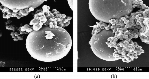 Figure 1. SEM of rat hepatocytes on_CMs after three days culture (a) on CMs cross‐linked by glutaraldehyde (b) on CMs cross‐linked by oxidized lactose.