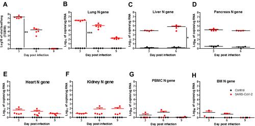 Figure 3 Viral load changes and tissue tropism in SARS-CoV-2-infected Syrian hamsters on days 3, 6, and 9 post-infection. (A) Viral loads (TCID50/lung) of hamsters infected with 5×105 TCID50 of SARS-CoV-2 (n=5 for SARS-CoV-2, and n=3 for non-infected controls) on days 3, 6, and 9 (B, E–H). N=4 for panel (C and D). Quantitative PCR of hamster lung (B), liver (C), pancreas (D), heart (E), kidney (F), PBMC (G), and bone marrow (BM) (H) of the SARS-CoV-2 N gene (from CCDC) on days 3, 6, and 9 post-infection. Differences among groups were determined using two-way ANOVA with a Bonferroni post hoc test (*P<0.05, control vs SARS-CoV-2 at 6 d.p.i.; **P < 0.01, control vs SARS-CoV-2 at 3 d.p.i.; ***P < 0.001, control vs SARS-Cov-2 at 3 d.p.i.) in panels (A–H), p value is not shown for no significance among groups.