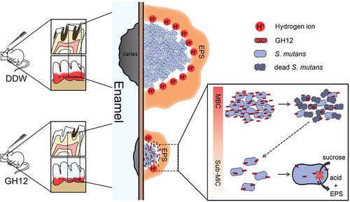 Figure 5. Model illustration of the mechanisms of GH12 targeting S. mutans to arrest caries development in rats.