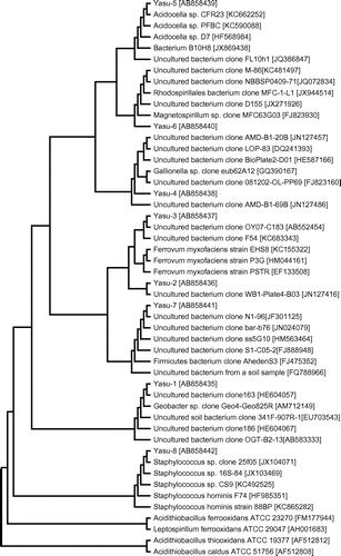 Fig. 2. Phylogenetic relationships of bacterial 16S rRNA gene sequences from the ARD sample of the Yasumi-Ishi tunnel to closely related sequences from GenBank.