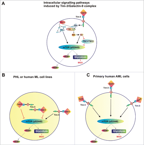 Figure 8. Distribution of complexes and corresponding effects of Tim-3 and galectin-9 in healthy and malignant human white blood cells. (A) Scheme demonstrating intracellular signaling pathways induced by Tim-3-galectin-9 complexes. (B) Tim-3/galectin-9 distribution and corresponding effects in PHL and human myeloid leukemia cell lines (THP-1 and U-937). (C) Tim-3/galectin-9 distribution and corresponding effects in primary human AML cells.