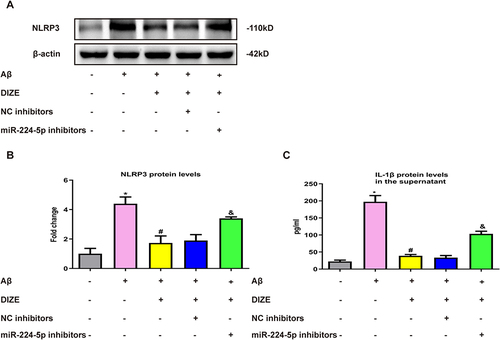 Figure 7 miRNA-224-5p participates in the DIZE-induced suppression of astrocytic NLRP3 inflammasome. (A and B) Representative Western blot bands and densitometric analysis of NLRP3 in the PAs. β-Actin was used as an internal control (n = 3 per group). (C) ELISA assay of IL-1β protein in the supernatant of PAs (n = 3 per group). All data are expressed as the means ± SD of three independent experiments. *P < 0.05 versus the untreated group. #P < 0.05 versus the Aβ group. &P < 0.05 versus the Aβ+DIZE+NC inhibitor group.