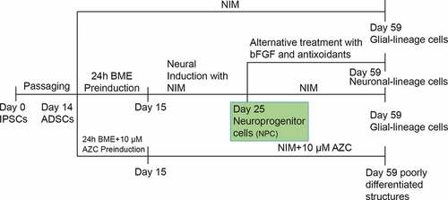 Figure 10. Schematic representation of protocols and the results were depicted.