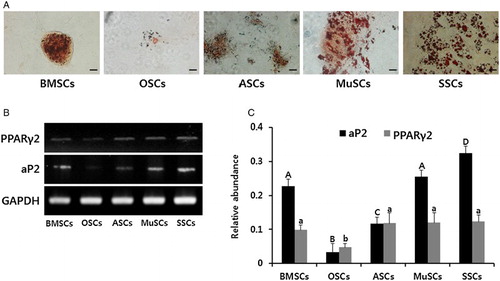 Figure 4. In vitro differentiation ability into adipocytes and the expression of lineage specific genes in mini-pig BMSCs, ASCs, OSCs, MuSCs and SSCs, respectively. (A) Each cell line was induced into adipogenic lineages for four weeks and intracellular accumulation of neutral lipids was stained by Oil red O solution. Scale bars, 50 µm. (B) Adipogenic differentiation was evidenced by the expression of aP2 and PPARγ2 by RT-PCR. (C) Values indicated the mean transcript levels (mean ± SEM) of three replicates and calculated to ratio based on the level of GAPDH, an internal control gene. A, B, C and D indicate significant (P < .05) difference on aP2 transcript among MSCs, respectively. a, and b indicate significant (P < .05) difference on PPARγ transcript MSCs, respectively.