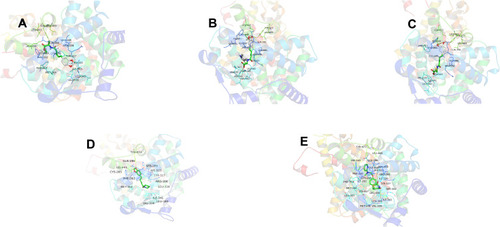 Figure 5 The binding modes of agonists with PPARγ.