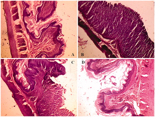 Figure 9. Histopathological photographs of rat stomach specimens stained with hematoxylin and eosin A: from rats untreated; B: from rats treated with free PXM; C: from rats treated with PM and D: from rats treated with IC with skimmed milk.