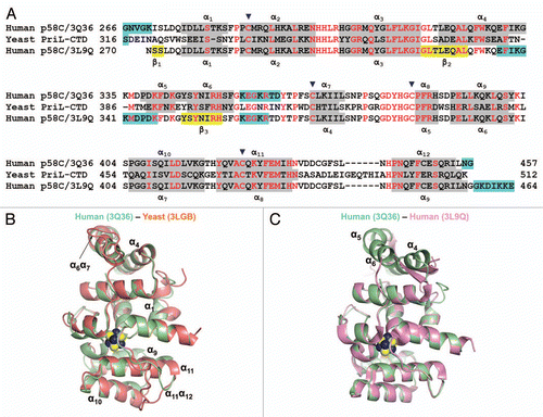 Figure 2 Comparison of the human p58C/3Q36 structure determined in current work with the corresponding domain structures reported for the yeast and human proteins. (A) Structure-based amino acid sequence alignment of the human and yeast primase 4Fe-4S domains. The sequences corresponding to α-helices and β-strands are highlighted by grey and yellow color, respectively. Conserved residues are shown in red and residues not in the final model are highlighted by cyan color. Residues involved in 4Fe-4S cluster coordination are indicated by triangles. (B and C) Comparison of the human p58C/3Q36 with the structures of the (B) yeast (3LGB) and (B) human (3L9Q) 4Fe-4S cluster domains. The labeled regions exhibiting the significant differences are discussed in the text