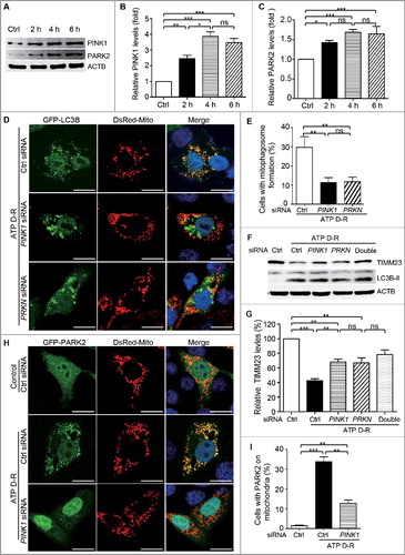 Figure 2. PINK1 and PRKN/PARK2 participate in ATP depletion-repletion-induced mitophagy in HK-2 cells. (A-C) HK-2 cells were subjected to ATP depletion-repletion (ATP D-R) as in Fig.1, and whole cell lysates were collected for immunoblot analysis of PINK1, PARK2, and ACTB. (A) Representative blots. (B, C) Densitometry of PINK1 and PARK2. (D,E) Silencing of PINK1 or PRKNinhibits ATP D-R-inducedmitophagosome formation. HK-2 cells were first transfected with PINK1siRNA, PRNKsiRNA,or control siRNA(CtrlsiRNA),and 24 h later these cells were cotransfected with plasmids encoding GFP-LC3B and pDsRed-Mito. After another 24 h, the cells were subjected to 6 h of ATP depletion followed by 2 h of ATP repletion. Finally, the cells were stained with DAPI (blue) and fixed for confocal microscopy analysis. (D) Representative images. Bar: 20 μm. (E) Quantitative analysis of mitophagosome formation. Over 200 cells positive for both GFP-LC3B and DsRed-Mito in each group were counted for those with colocalization of GFP-LC3B-positive autophagosomes and pDsRed-Mito-labeled mitochondria. (F and G) Silencing of PINK1andPRKN partially restores TIMM23 levels in HK-2 following ATP D-R. HK-2 cells were transfected with PINK1siRNA and PRKNsiRNA alone or both (Double), or CtrlsiRNA. At 48 h after transfection, the cells were subjected to 6 h of ATP depletion followed by 2 h of reperfusion, and whole cell lysates were collected for immunoblot analysis of TIMM23, LC3B-I/II, and ACTB. (F) Representative blots. (G) Densitometry of TIMM23.(H and I) Silencing of PINK1inhibits ATP D-R-induced mitochondrial translocation of PARK2. HK-2 cells were transfected with CtrlsiRNAandPINK1siRNA, and 24 h later the cells were further cotransfected with GFP-PARK2 and DsRed-Mito plasmids. After another 24 h, cells were subjected to ATP D-R. Finally, the cells were stained with DAPI (blue nuclei) and fixed for confocal microscopy. (H) Representative images. Bar: 20 μm.(I) Quantitative analysis of mitochondrial translocation of PARK2. Greater than 200 cells positive for both GFP-PARK2 and DsRed-Mito in each group were analyzed to determine the percent of cells showingPARK2 on mitochondria.Error bars: SEM, n = 3. *p<0.05; **p<0.01; ***p<0.001; ns, not significant.