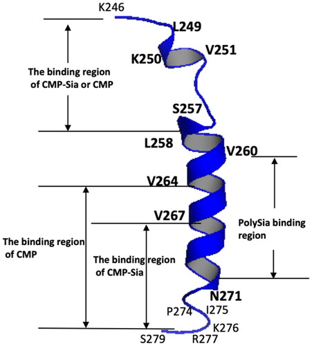 Figure 3. The major binding regions of CMP-Sia, polySia and CMP on the PSTD structural model based on the current and previous NMR dataCitation30,Citation36.