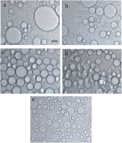 Figure 4. Microscopic images of emulsions containing (a) 0.1%, (b) 0.2%, (c) 0.3%, (d) 0.4%, and (e) 0.5% FG.Figura 4. Imágenes microscópicas de emulsiones que contienen (a) 0.1%, (b) 0.2%, (c) 0.3%, (d) 0.4% y (e) 0.5% FG.