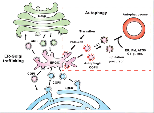 Figure 1. A proposed model for the diversion of COPII machinery from ER-Golgi trafficking to autophagosome biogenesis. In ER-Golgi trafficking, COPII vesicles are generated from special subdomains of the ER called ERES to deliver cargo proteins in the secretory pathway. The ERGIC is a recycling station between the ER and Golgi that receives COPII vesicles from the ER, and COPI vesicles from the Golgi. In the ERGIC, cargoes are sorted and either move forward to the Golgi or backward to the ER through COPI vesicles. In autophagy (boxed region), stress signals, such as starvation, activate the PtdIns3K which subsequently acts on the ERGIC to promote relocation of COPII proteins to the ERGIC. The process leads to the generation of ERGIC-derived COPII vesicles as templates for LC3 lipidation, an essential step of autophagosome biogenesis. These LC3-lipidated vesicles are subsequently transported to the PAS where they fuse with other membrane precursors derived from the ER, ATG9 compartment, and possibly also from the plasma membrane (PM) and Golgi, etc. to complete the formation of the autophagosome.