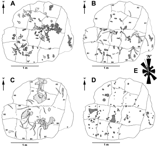 Fig. 3. Diagrams showing the distribution of groups of bones. A, dorsal vertebrae and detached neural spines (dark grey), caudal vertebrae (pale grey) and sacral vertebrae (unshaded). B, detached neural spines and caudal ribs (dark grey) and ribs (unshaded). C, pectoral (dashed) and pelvic (stipple) girdle bones and gastralia (pale grey). D, limb bones. E, rose diagram derived from orientations of gastralia and propodials (n = 25) and lines showing orientation of ribs (n = 11). N, arbitrary north used for measuring orientations of long bones.