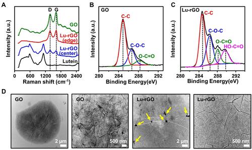 Figure 4 (A) Raman spectra of lutein, GO, and the Lu–rGO complex. (B and C) Chemical component survey by XPS spectra (C1s) for the analysis of the functional group fractions and the changes of the surface state from GO to the Lu–rGO complex. (D) Highly magnified morphological features of GO and the Lu–rGO complex measured by TEM; the yellow arrows indicate spontaneously formed nanowrinkled nanostructures over the lutein-covered rGO surface.