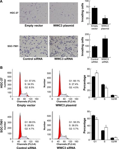 Figure 3 WWC3 regulates gastric cancer cell invasion and cell cycle progression.