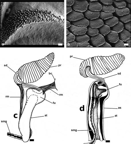 Figure 5. Papawera zelandiae (Gray, Citation1843). (a) SEM, detail of ridges of gizzard plate (AM 119920, H = 11 mm; New Zealand). (b) SEM, Detail of jaws (AM 119920, H = 11 mm; New Zealand). (c) detail of external male reproductive system (AM 119920, H = 11 mm; New Zealand). (d) detail of interior of ventrally opened atrium and fundus (AM 119920, H = 11 mm; New Zealand). Abbreviations: as, atrium sheet. at, atrium. bc, body cavity. fu, fundus. pr, prostate. sd, seminal duct. smg, seminal groove. rm, retractor muscles. Scale bars: a = 20 µm. F = 4 µm. c, d = 0.25 mm
