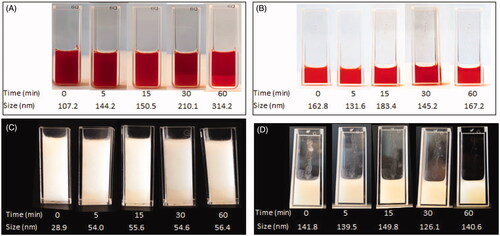 Figure 1. Photographs and sizes of emulsions, prepared using the Tessari method, over time. DOX-lipiodol (A) oil-in-water emulsion and (B) water-in-oil emulsion. IRI-lipiodol (C) oil-in-water emulsion and (D) water-in-oil emulsion.