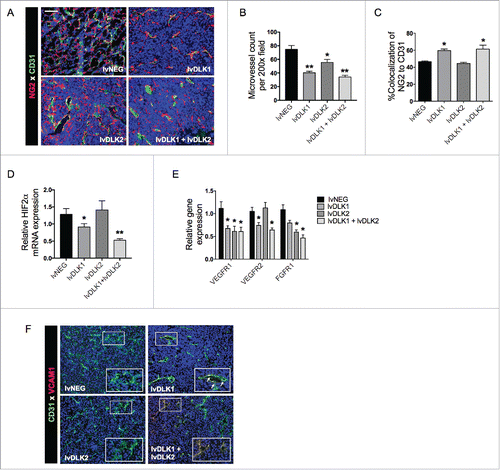 Figure 3. Coordinate vaccination with lvDLK1 and lvDLK2 results in tumor VN. (A) RENCA tumor sections from Fig. 2 were stained for NG2+ pericytes (red) and CD31+ VECs (green) to characterize blood vessel morphology. (B) Mean vessel density was determined by quantitating distinct (green) VECs or VEC clusters. (C) Colocalization of NG2+ (red) pericytes and CD31+ (green) VECs was determined using Metamorph software. (D–E) RNA extracted from Day 21 RENCA tumors was analyzed for HIF2α, VEGFR1, VEGFR2 and FGFR1 transcript levels by quantitative real-time PCR. In (E), tumor CD31+ VEC (green) were analyzed for co-expression of VCAM1 (red) by immunofluorescence microscopy. Scale bar = 1mm. *p < 0.05 and **p < 0.01, one-way ANOVA compared with the negative control (lvNEG). All data are representative of those obtained in three independent experiments.