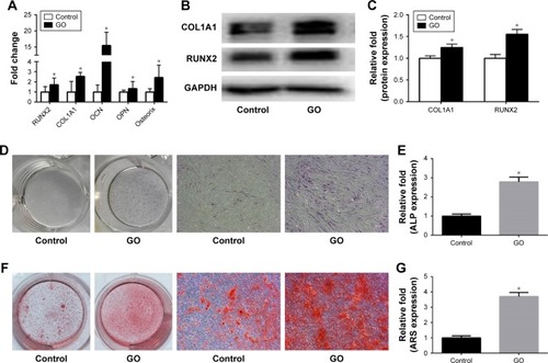 Figure 5 Osteogenic differentiation of BMSCs by stimulation with GO/RAW 264.7 conditioned culture medium.Notes: (A) The expression levels of osteogenic mRNAs were determined by qPCR under conditions of osteogenic differentiation. (B and C) Western blotting analysis after osteogenic differentiation was used to determine the expression of Runx2 and Col1A1 proteins. (D) ALP in BMSCs was stained after osteogenic differentiation for 3 days. (E) ALP activity of BMSCs. (F) ARS staining after osteogenic differentiation for 9 days. (G) Mineralization was quantified by extracting ARS-stained cells. All data were confirmed by three repeated tests. *P<0.05 versus the control group.Abbreviations: ALP, alkaline phosphatase; ARS, Alizarin red S; BMSCs, bone marrow stem cells; COL1A1, collagen α1 type I; GAPDH, glyceraldehyde 3-phosphate dehydrogenase; GO, graphene oxide; OCN, osteocalcin; OPN, osteopontin; qPCR, quantitative PCR; RUNX2, runt-related transcription factor 2.