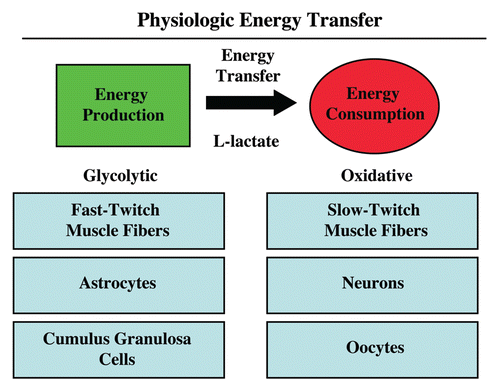 Figure 3 Physiologic energy transfer. Metabolic-coupling is a normal and widespread physiological phenomenon that is required to maintain homeostasis or energy balance. Metabolic-coupling occurs in organ systems throughout the body, including skeletal muscle, the brain and the ovary. In all three tissues, a “lactateshuttle” exists. In this context, glycolytic cells (fast-twitch muscle fibers, astrocytes and cumulus/granulosa cells) are metabolically coupled to oxidative cells (slow-twitch muscle fibers, neurons and oocytes). L-lactate is generated in glycolytic cells from glucose and is transferred to oxidative cells, which is efficiently used to make large amounts of ATP, via oxidative mitchondrial metabolism. Monocarboxylate transporters (MCTs) shuttle lactate from one cell type to another.