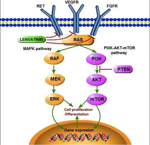 Figure 1 Kinase signaling cascade involved in development of thyroid carcinomas and representing the two main pathways, MAPK and PI3K-AKT-mTOR.