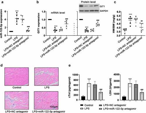 Figure 1. Inhibition of micro RNA miR-122-5p on lipopolysaccharide-induced myocardial injury. Wistar rats were intravenously injected with miR-122-5p antagomir, followed by lipopolysaccharide (LPS) stimulation (n = 6 rats per group). (a-b) After LPS treatment for 12 h, heart tissues were harvested for the relative expression levels of miR-122-5p and G-protein-coupled receptor kinase interacting protein-1 (GIT1) using real-time quantitative PCR (RT-qPCR) or western blot assay. (c) The ratio of heart weight/body weight (HW/BW) was calculated. (d) Hematein and eosin (H&E) staining revealed the effect of miR-122-5p on LPS-induced histopathological changes in heart. (e) Levels of cardiac troponin I (cTnI) and lactate dehydrogenase (LDH) were examined by enzyme-linked immunosorbent assay (ELISA). ***p < 0.001 versus control; ##p < 0.01, ###p < 0.001 versus LPS + NC antagomir