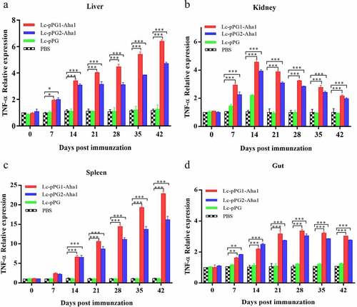 Figure 8. qRT-PCR analysis of the expression of TNF-α in Liver (a), Spleen(b), Kidney (c) and Intestine d) of common carp (n = 5 fish/group) after immunization. Data are presented as mean ± SD fold increase relative to PBS control. *: p < 0.05, **: p < 0.01, ***: p < 0.001.