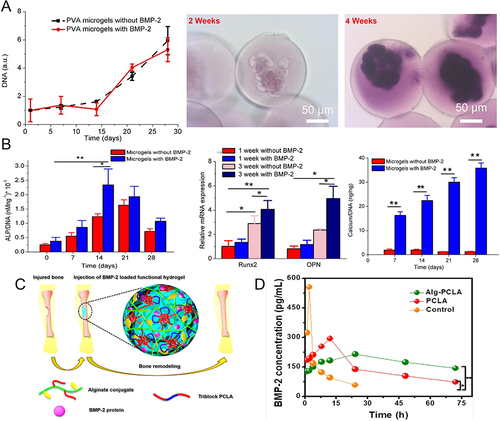 Figure 8 (A) During the incubation period of 4 weeks, the proliferation rate of hMSCs in polymer hydrogel and the alizarin red staining of its cells were observed. (B) The ALP activity and relative Runx2 and OPN gene expression of hMSCs cultured in BMP-2-treated or untreated hydrogels (mean ± SD, n = 3, *p<0.05, **p<0.01). (C) Extracellular simulation of in situ formation of injectable bio-coupled hydrogel loaded with BMP-2 and its sustained release to repair bone defects. (D) The concentration of BMP-2 in serum of SD rats at each time point.