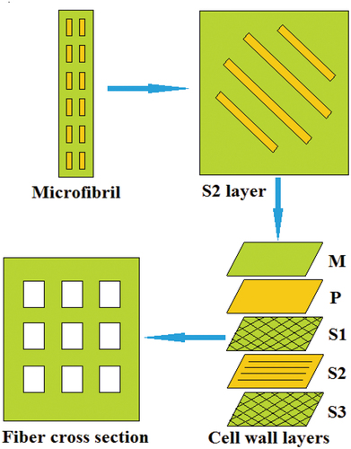 Figure 6. Schematic diagram of multiscale modeling for mechanical properties of natural fiber. Adapted and reproduced with permission from the ref (Sun et al. Citation2014).