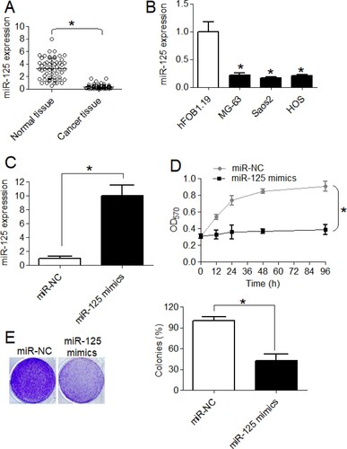 Figure 1. The miR-125-5p is downregulated in osteosarcoma to promote sustained cell growth. (A) Expression of miR-125-5p in osteosarcoma and normal adjacent bone tissues (B) miR-125-5p expression in osteosarcoma cell lines (MG-63, Saos2 and HOS) and normal osteoblast cells, hFOB1.19 (C) overexpression of miR-125-5p in Saos2 cells (D) MTT assay for proliferation analysis of transfected Saos2 cells and (E) relative colony formation of miR-NC or miR-125 mimics transfected Saos2 cells. The experiments were performed in triplicate and expressed as mean ± SD (*P < .05).