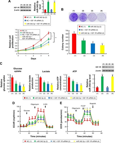 Figure 3 miR-342-3p suppresses hepatoma cell proliferation and glycolysis mainly through inhibition of IGF-1R expression.