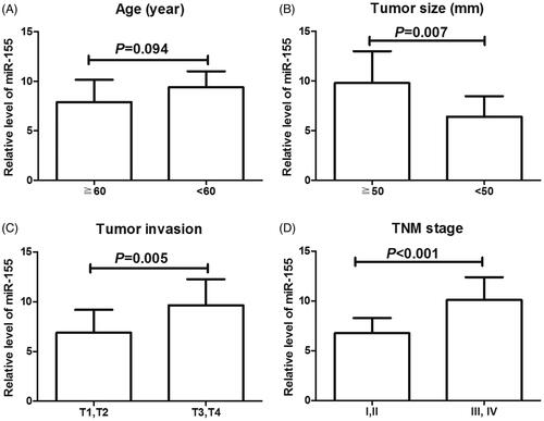 Figure 2. The comparison of miR-155 expression in malignant tissues between ESCC patients with different ages (A), tumour sizes (B), tumour invasions (C) and TNM stages (D).