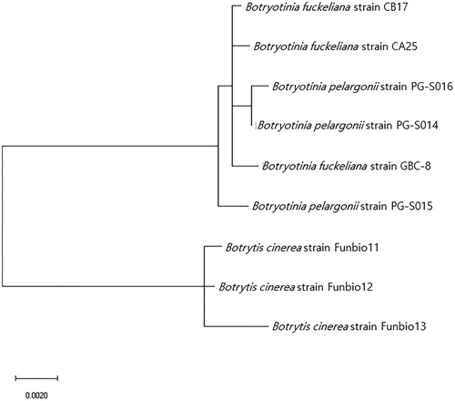 Figure 2. Phylogenetic tree obtained through the maximum-likelihood and maximum parsimony analyses using MEGA 10 program base on the (A) ITS, (B) HSP60, and (C) G3PDH sequence of the isolates of B. cinerea and that of other B. cinerea isolates were retrieved from GenBank.