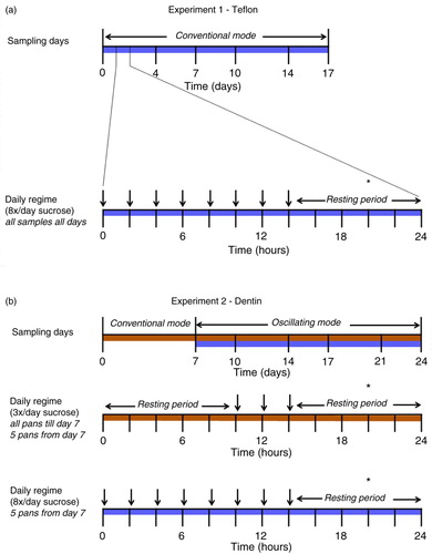 Fig. 1 A diagram of the sampling days and the daily CDFF regime for 17 days (experiment 1) and 24 days (experiment 2). Each day, the DMM supply was interrupted by 5-min-long sucrose pulses (vertical arrows). The asterisk (*) depicts the moment of sampling.