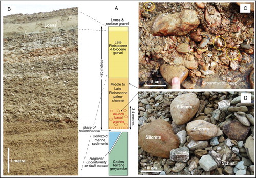 Figure 3. Stratigraphy and lithologies of the Waikaia placer gold mine. A, Generalised stratigraphic section through the auriferous paleochannel and underlying basement. B, Photograph of excavated wall of overburden gravels in the mine. C, Photograph of an upper portion of Middle to Late Pleistocene auriferous paleochannel gravel with iron oxyhydroxide staining (brown) and pale clay-altered greywacke clasts. Seeping groundwater has suspended clay. Yellow circles highlight rounded quartz pebbles recycled from Cenozoic quartz pebble conglomerates (Figure 1B). D, Coarse cobbles from the basal auriferous paleochannel gravel, in mine tailings (Figure 2C). Most clasts are greywacke, but rare silcrete and high-grade schist are indicated.