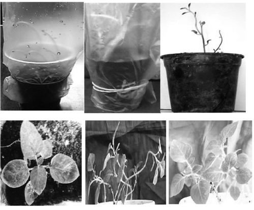 Figure 2. Acclimatization stages of irradiated Spunta and Valor plantlets.