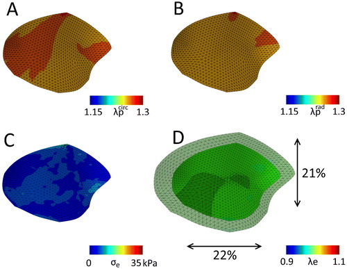 Figure 3. The mitral valve with the original material parameters (Table 2) after release of all boundary constraints, with the final predicted prestretch in the circumferential (A) and radial direction (B). C) The maximal principal residual stresses left in the valve after excision. D) Overlay of the excised valve over the original geometry (maximal principal elastic Green-Lagrange stretch), with black arrows indicating the percentile valvular circumferential (bottom) and radial (right) retraction referenced to the in vivo loaded state at minimum pressure.