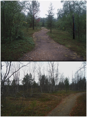 Figure 6. Top: Entrance road to the Peltojoki base as seen today: barrack foundations (S5) in the bush to the left and the single standing fencepost on the right (red and blue paint on the fence marks the start of a modern-day hiking trail); Bottom: Barrack foundations (S12) on the upper-terrace (Photographs: Oula Seitsonen).