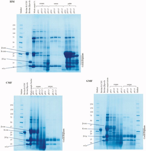 Figure 4. SDS-PAGE pattern under reducing conditions of pre-digestion and digestion samples of HM, GMF, and CMF during gastric digestion simulating infant conditions.