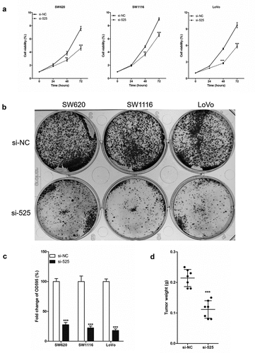 Figure 2. LINC00525 promoted the proliferation of colorectal cancer cells in vitro and in vivo.