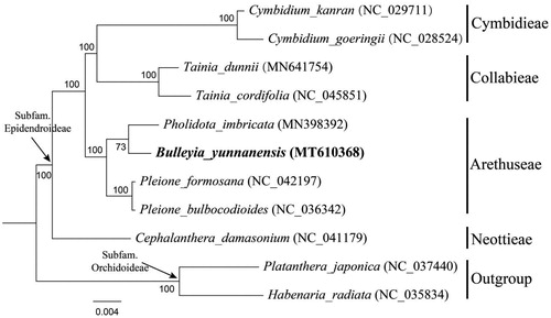 Figure 1. Phylogenetic position of Bulleyia yunnanensis inferred by maximum likelihood (ML) based on 78 protein-coding genes of nine species from dour related tribes in subfamily Epidendroideae as ingroup, with two species from subfamily Orchidoideae as outgroup. Sequences used in this study were downloaded from the NCBI GenBank database. The bootstrap values were shown next to the nodes.