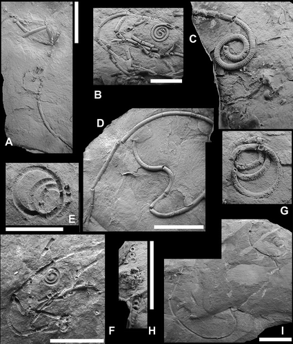 Figure 7. Cicerocrinus gracilis Donovan sp. nov. All paratypes unless stated otherwise. A PMU 28 748, long, partly disarticulated pluricolumnal. B F PMU 28746a and PMU 28746b, respectively, part and counterpart, curved and coiled pluricolumnals. C PMU 28745a, cup (holotype) angled to lower left next to a paratype, planar coiled pluricolumnal. D PMU 28 752, long, sinuously curved pluricolumnal. E G PMU 28 749, coiled pluricolumnal. H PMU 28 750, disarticulated columnals. I PMU 28 751, long curved pluricolumnals. A-D, G, H These are latex casts; other specimens are natural moulds. All specimens coated with ammonium chloride. All scale bars represent 10 mm.