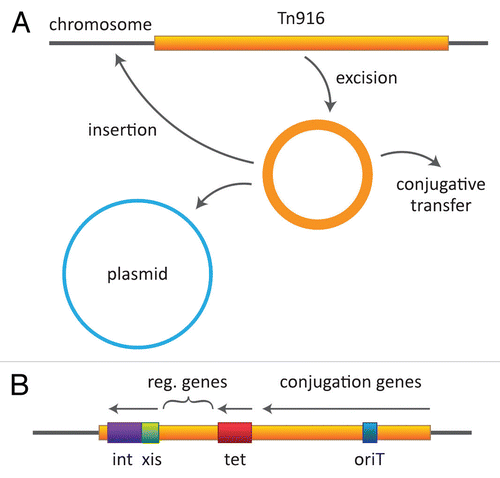 Figure 2 Tn916 behavior and map. (A) The transposon is shown as excising and generating a circular, plasmid-like but nonreplicative intermediate, which can then insert into another site in the genome (on chromosome or a plasmid) or transfer by a plasmid-like process to a recipient cell. (B) A simplified view of the transposon showing the general locations of determinants involved in excision/insertion, tetracycline resistance and conjugation.