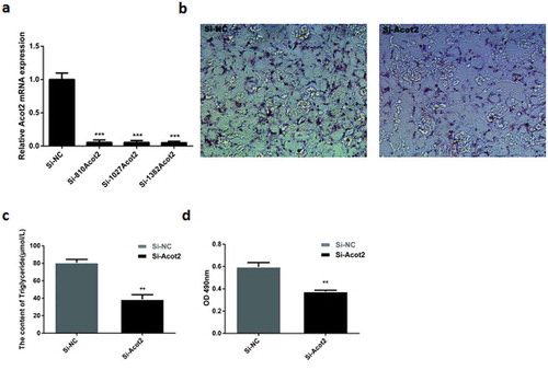 Figure 2. Effects of interfering with the Acot2 gene on the lipid droplet accumulation and triglyceride content. (a) For the interference sequence screening, the Si-1382Acot2 sequence is the best interference sequence. (b) On the 8th day of the adipogenic differentiation with the oil red O staining. The red part represents lipid droplets (200 ×). (c) The content of triglyceride was measured on the 8th day of differentiation in the control and the interference groups. (d) The optical density of the oil red O extract on the 8th day of differentiation was measured in the control and interference groups at 490 nm (lipid droplet quantification) (**P < 0.01, ***P < 0.001, Si-NC is the control group, Si-Acot2 is the interference group)